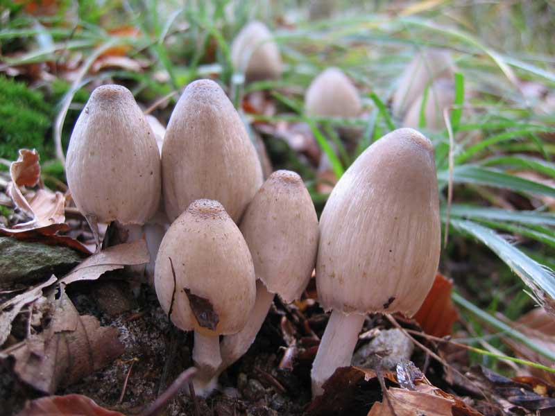 Coprinus acuminatus